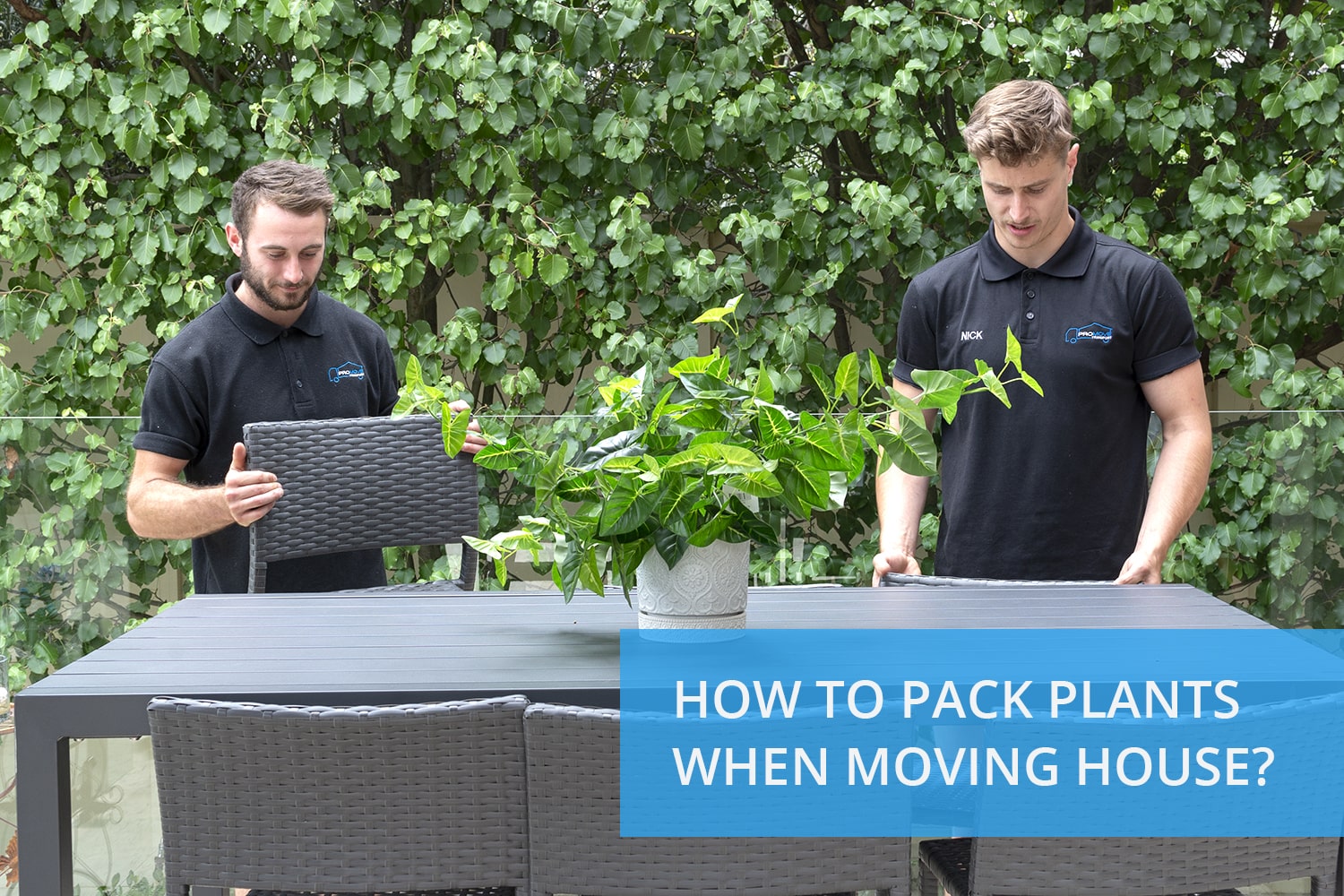 How to pack plants when moving house?